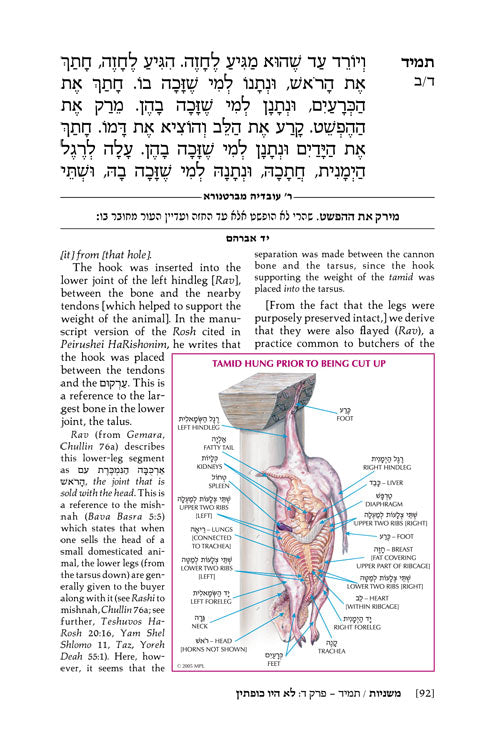 ArtScroll Yad Avraham Mishnah (Mishnayos ) Series - English - Full Size - Complete Full  Set ( 44 Vol )